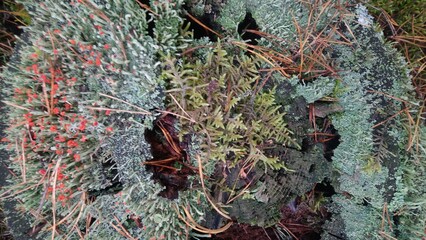 dead tree in the Carpathian forest