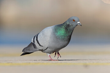 A Rock Pigeon (Columba livia) foraging in the harbor.