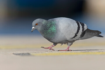 A Rock Pigeon (Columba livia) foraging in the harbor.