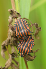 Vertical closeup on two red and black Striped Minstrel bug. Graphosoma italicum