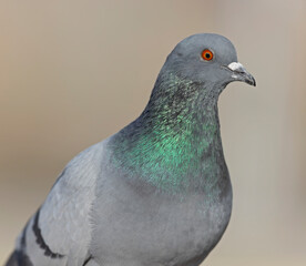 A Rock Pigeon (Columba livia) foraging in the harbor.