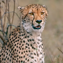 Cheetah head close up