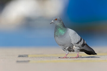A Rock Pigeon (Columba livia) foraging in the harbor.
