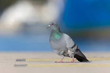 A Rock Pigeon (Columba livia) foraging in the harbor.
