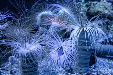 Sea anemone close-up view in ocean