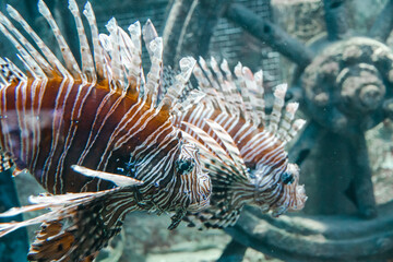 red lionfish close-up view in ocean