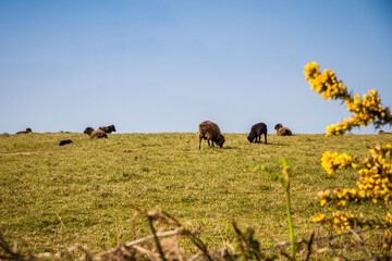 Fototapeta na wymiar Black sheeps on Chausey island, Brittany, France