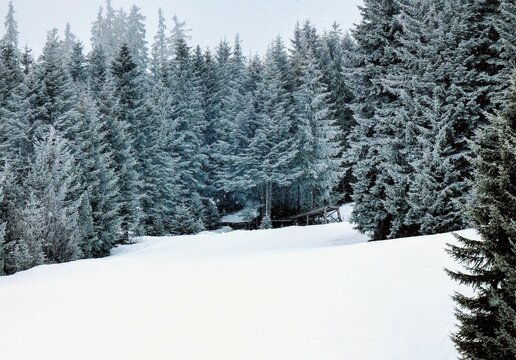 Snow covered pine trees on a snowy  meadow in Rila mountain in Bulgaria.