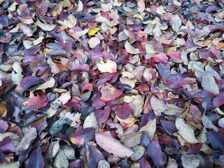 Folhas de outono caídas no chão