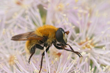 Detailed closeup on the hairy, fluffy, Variable Bear Hoverfly, Criorhina berberina sitting on a pink Tahlictrum flower