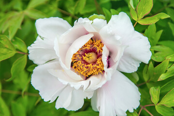Tree peony blooms bush white. Selective focus.