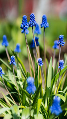 Muscari neglectum known as Grape hyacinth