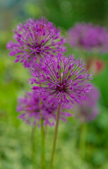 Obraz premium Decorative onion blooms in the garden. Selective focus.