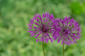 Decorative onion blooms in the garden. Selective focus.