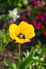 Yellow Tulpan in a spring garden