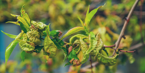 Diseases of peach tree twirled leaves. Selective focus.