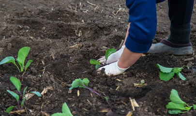 A woman is planting cabbage in the garden. Selective focus.