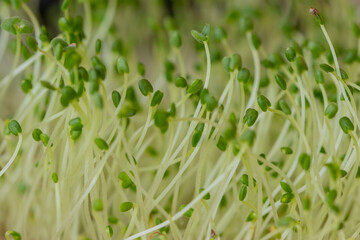 hydroponic chia sprouts at home