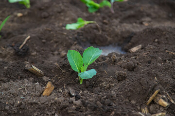 Young cabbage planted in the garden. Selective focus.