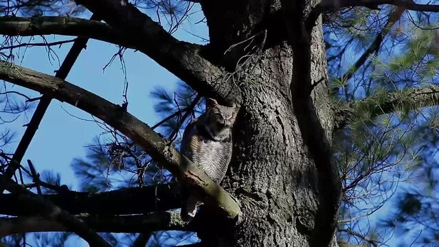 Great horned owl regurgitate owl pellet Unable to digest the teeth, bones, and feathers of prey, owls regurgitate the remains in a single nugget knows as owl pellet