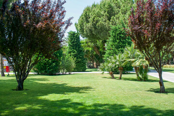 Green park and tree in garden background. Beautiful landscape of grass field with trees and environment public park