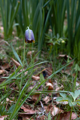 Pyrenean fritillary or Pyrenean snake's-head purple flower
