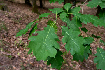 Northern red oak springtime green leaves