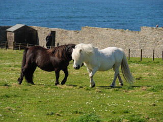 Die Shetland-Inseln in Schottland