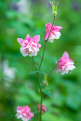 Aquilegia blooms in the garden. Selective focus.