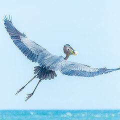 Great Blue Heron In Flight