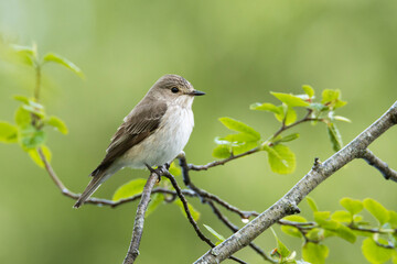 Close-up of a Spotted flycatcher, Muscicapa striata perched in a springtime forest in Estonia