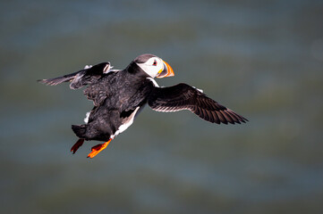 Puffin, fratercula arctica, in flight, Flamborough Headland, East Riding