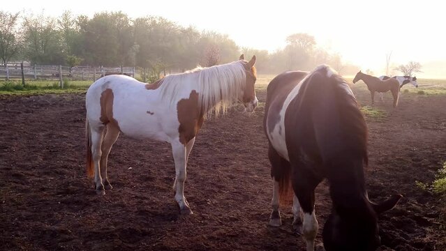 Paint quarter horses in local farm during bright sunrise, handheld view