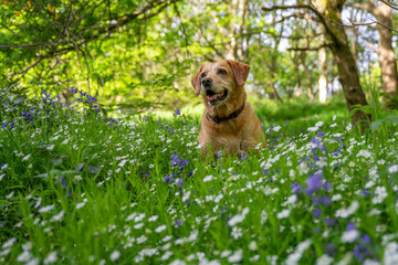 Suczka rasy labrador siedzi w trawie na kwitnącej łące. 