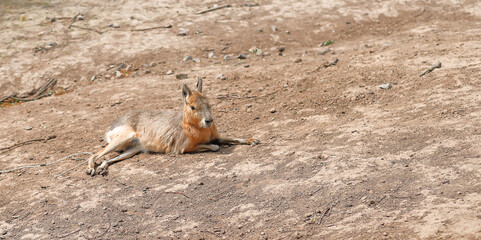 Animal Patagonian mara resting disguised as the environment