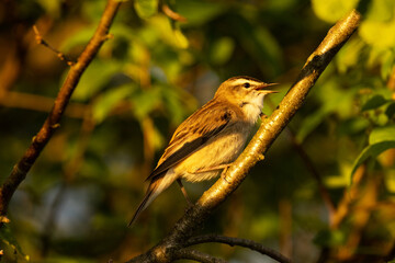 A close-up of an old world warbler, the Sedge warbler perched and singing during a sunset on a spring evening	