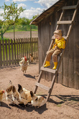 A cute funny girl in yellow rubber boots and a brown jumpsuit is sitting high on the stairs at the chicken coop and feeding chickens and pectin with grass. Poultry farming © Maryna