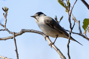 Eurasian blackcap