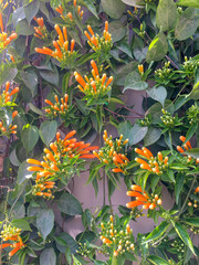 Orange Firecracker Flowers Growing By Road