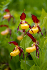 &ldquo;Lady Slipper&ldquo;, group of Wild Orchids (Cypripedium calceolus) in a forest clearing in Germany. Endangered protected species. Close up macro of yellow red flowers in natural reserve in &ldquo;Weserbergland&ldquo; 