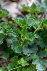 First Stinging nettle shoots in spring forest. Selective focus. Vertical photo