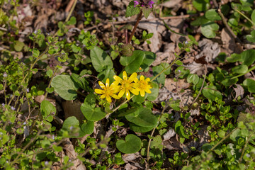 First bright yellow Lesser celandine (Ficaria verna) flowers in spring forest.
