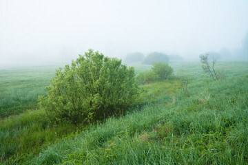 Lush willow bushes on a glade during a misty spring morning in Estonia