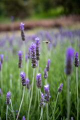 Obraz premium Lavender Flowers and bee flying around