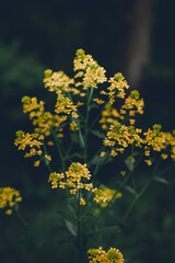 Obraz premium Tiny, yellow flowers on single stalk against green, natural background