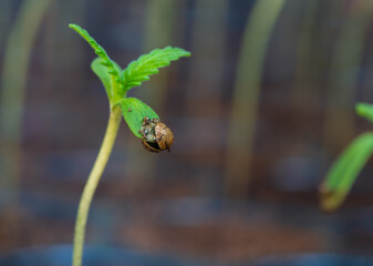 Fresh young cannabis seedling. young marijuana sprout close up. Sapling Marijuana Sativa grows from soil