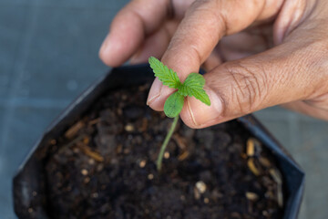 Young cannabis plant in female hands care, Close-up hand planting a small cannabis sprout in soil