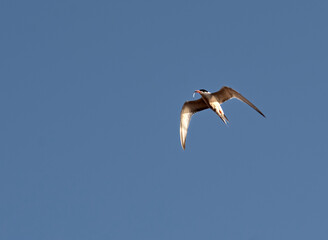 Obraz premium The tern (sea tern) living in the Izmir city forest is constantly hunting fish both to feed its stomach and to take food to its nest.