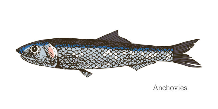 Anchovies fish hand drawn realistic illustration