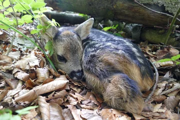 Foto op Plexiglas newborn fawn of roe deer lying in a hide © Tanja